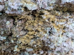 Leproplaca chrysodeta