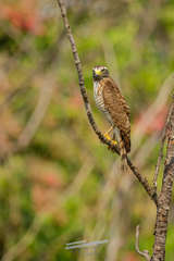 Rupornis magnirostris