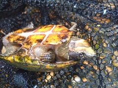 Sternotherus odoratus