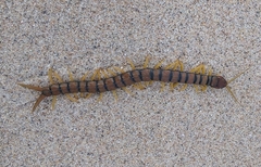 Scolopendra cingulata