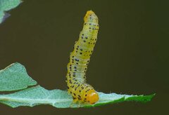 Pristiphora geniculata