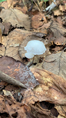 Tetrapyrgos nigripes