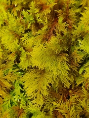 Thuidium tamariscinum