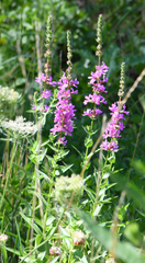 Lythrum salicaria