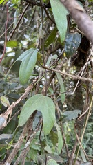 Passiflora urnifolia