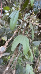 Passiflora urnifolia