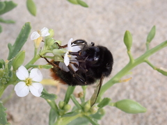 Bombus lapidarius