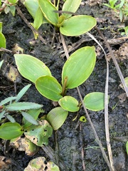 Alisma
