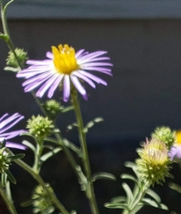 Asteraceae