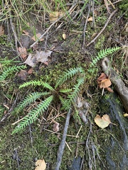 Struthiopteris spicant