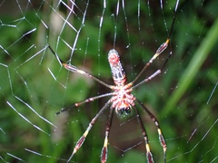 Trichonephila clavipes