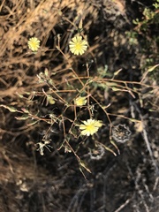 Lactuca serriola