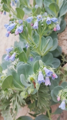 Mertensia simplicissima