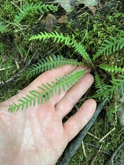 Struthiopteris spicant