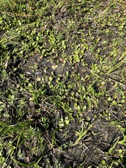 Alisma