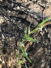 Lactuca serriola