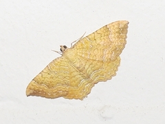 Camptogramma bilineata