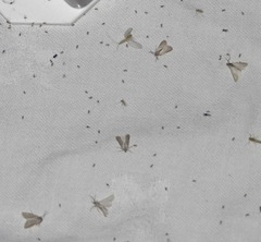 Acentria ephemerella