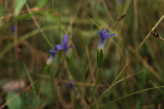 Gentianopsis simplex