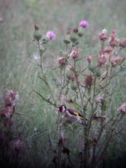 Carduelis carduelis