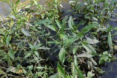 Persicaria hydropiper