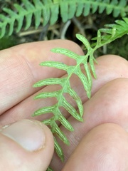 Struthiopteris spicant