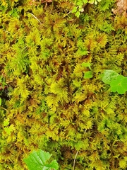 Thuidium tamariscinum