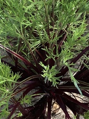 Artemisia campestris