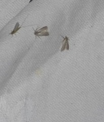 Acentria ephemerella