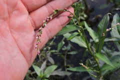 Persicaria hydropiper