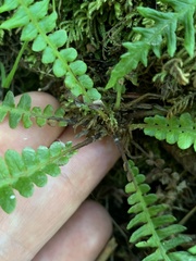 Struthiopteris spicant