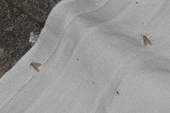 Acentria ephemerella