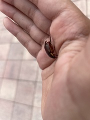 Callistethus marginatus