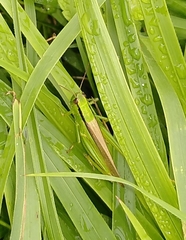 Mecostethus parapleurus