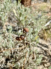 Rhopalomyia pomum