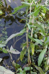 Persicaria hydropiper