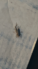 Velarifictorus micado