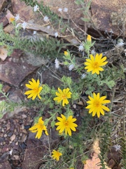 Heterotheca subaxillaris