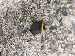 Necrophila americana