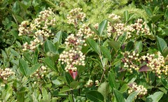 Viburnum cassinoides image