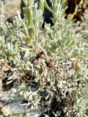 Rhopalomyia pomum