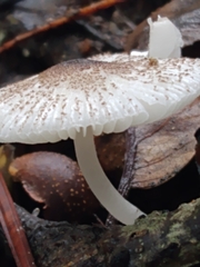 Agaricales