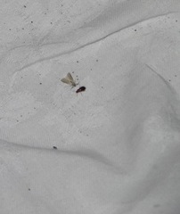 Acentria ephemerella