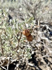 Rhopalomyia pomum