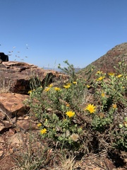 Heterotheca subaxillaris