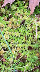 Sphagnum magellanicum
