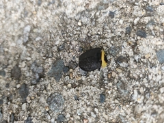 Necrophila americana