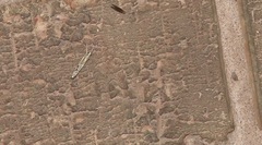 Agriphila geniculea