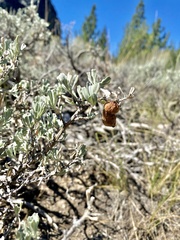 Rhopalomyia pomum