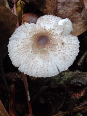 Agaricales
